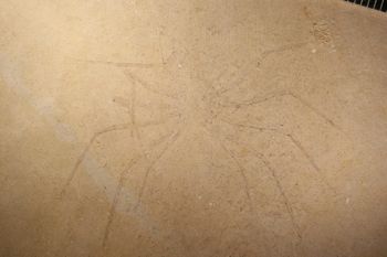 Media type: image;   Entomology PALE-5985